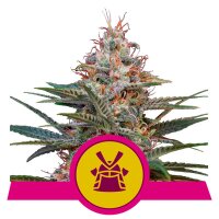 Shogun from Royal Queen Seeds 1 Seed