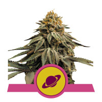 Royal Skywalker from Royal Queen Seeds 1 Seed