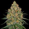 White Cheese - White Label Seed Company