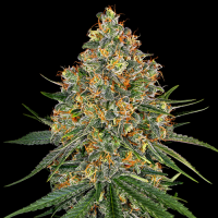 White Cheese by White Label Seed Company 3 Seeds