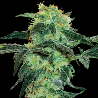 White Ice by White Label Seed Company 3 Seeds
