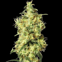 White Widow Automatic - White Label Seed Company