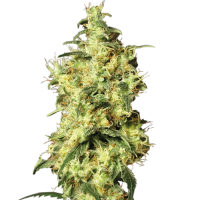 White Widow Automatic - White Label Seed Company