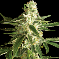 White Diesel Haze Automatic by White Label Seed Company