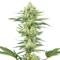 White Gorilla Haze - White Label Seed Company