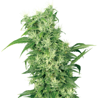 Female Mix by White Label Seed Company