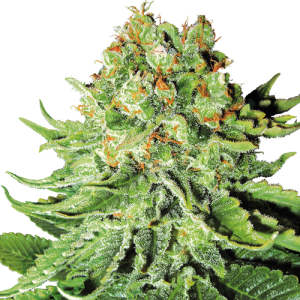 Northern Lights Automatic - White Label Seed Company