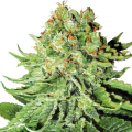 Northern Lights Automatic - White Label Seed Company
