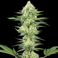 White Gorilla Haze by White Label Seed Company 3 Seeds
