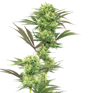 Guava Jelly by White Label Seed Company