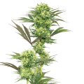 Guava Jelly by White Label Seed Company