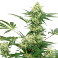 Wedding Cheesecake - White Label Seed Company