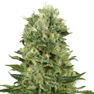 Skunk #1 Automatic - White Label Seed Company