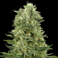 Skunk #1 Automatic - White Label Seed Company