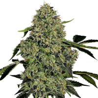 OG Kush Automatic - White Label Seed Company