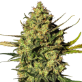 Master Kush Automatic - White Label Seed Company