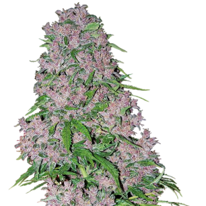 Purple Bud - White Label Seed Company