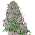 Purple Bud - White Label Seed Company