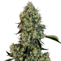 OG Kush - White Label Seed Company