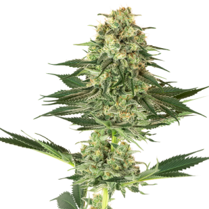 Banana Kush by White Label Seed Company