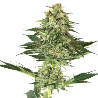 Banana Kush - White Label Seed Company