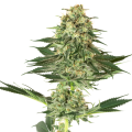 Banana Kush by White Label Seed Company