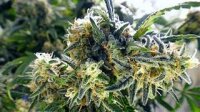 Aurora Indica Feminised Seeds - 5 Seeds