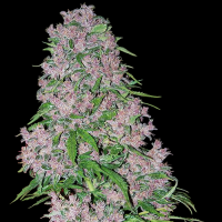 Purple Bud by White Label Seed Company 3 Seeds