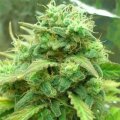 Blackjack by Nirvana Seeds