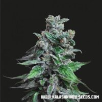 Moscow Blueberry from Kalashnikov Seeds 3 Seeds 3 Seeds
