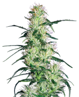 Purple Haze by White Label Seed Company