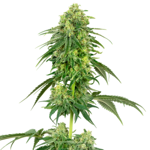 Strawberry Kush - White Label Seed Company