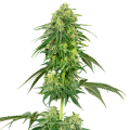 Strawberry Kush - White Label Seed Company