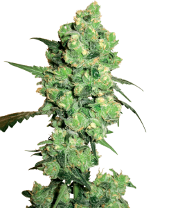 Super Skunk - White Label Seed Company