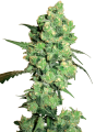Super Skunk - White Label Seed Company