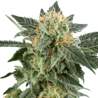 Snow Ryder Automatic by White Label Seed Company