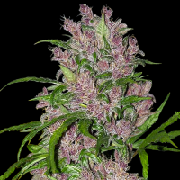 Purple Bud Automatic by White Label Seed Company 3 Seeds