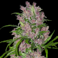 Purple Bud Automatic - White Label Seed Company 10 Samen
