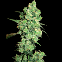 Super Skunk by White Label Seed Company 3 Seeds
