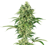 Nicole Hindu Kush by White Label Seed Company