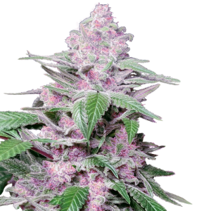 Purple Cookie Kush - Sensi Research