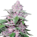 Purple Cookie Kush - Sensi Research