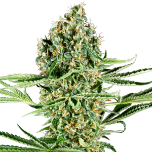 Critical Runtz by Sensi Research