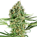 Critical Runtz by Sensi Research