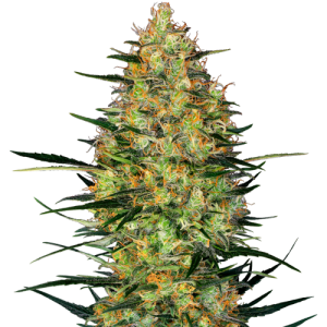 Caramellow Kush Automatic - Sensi Research