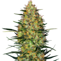 Caramellow Kush Automatic - Sensi Research