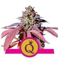Purple Queen from Royal Queen Seeds 1 Seed