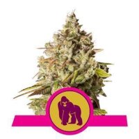 Royal Gorilla from Royal Queen Seeds 1 Seed