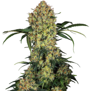 Aloha OG by Sensi Research