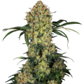 Aloha OG by Sensi Research